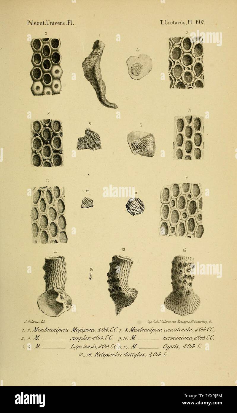 Numbered section highlights unique patterns hi-res stock photography ...