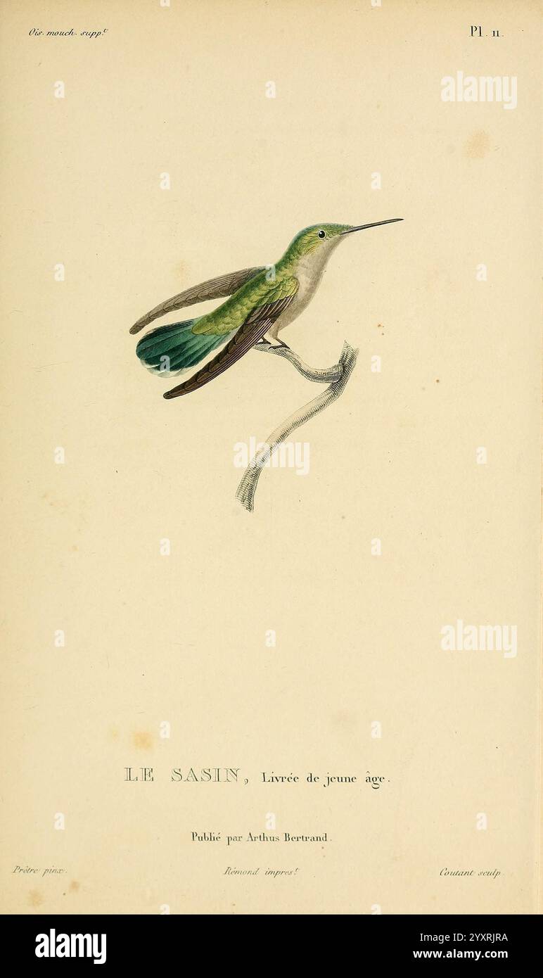 Hummingbird showcase hi-res stock photography and images - Alamy