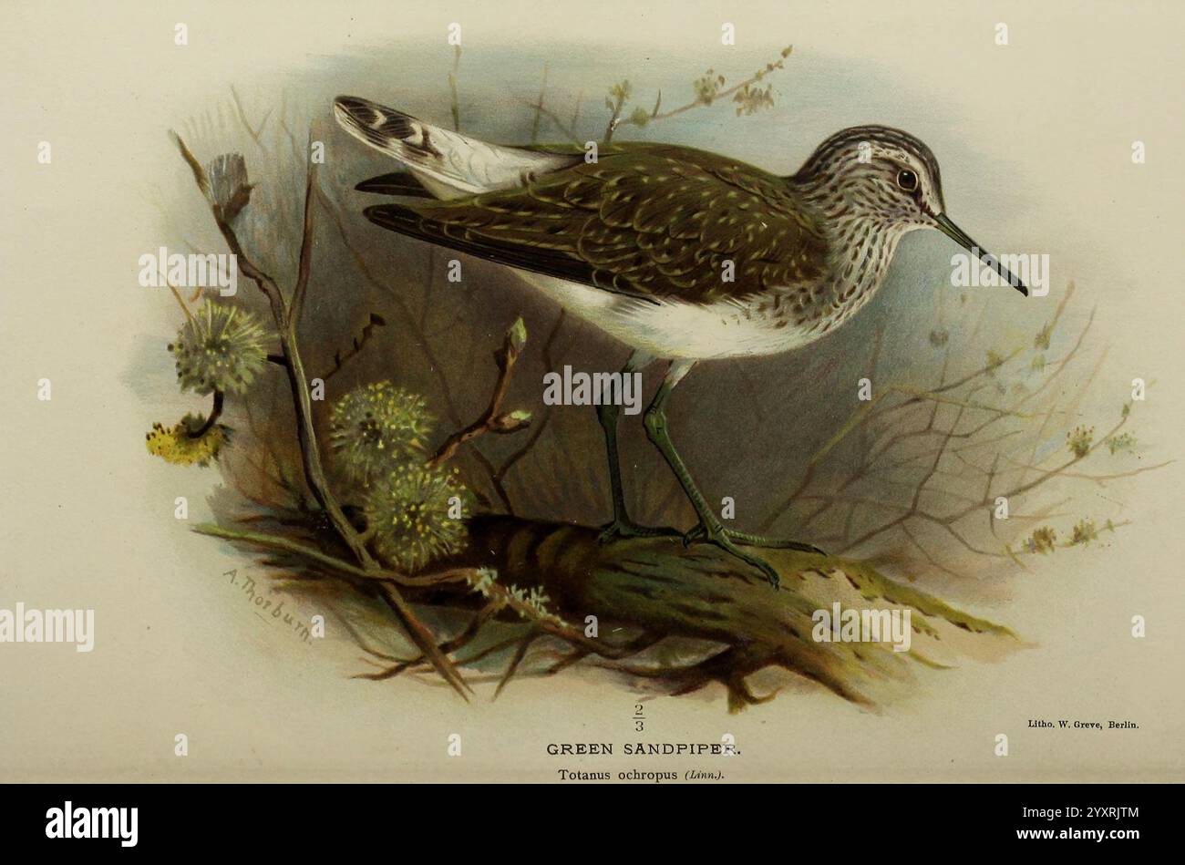 Coloured figures of the birds of the British Islands, issued by Lord Lilford. London, R. H. Porter, 1885-1897, Great Britain, bird, birds, ornithology, pictorial works, Tringa ochropus, Totanus ochropus, Museum of Comparative Zoology, A detailed depiction of a green sandpiper perched gracefully on a branch. The bird showcases its distinctive speckled plumage in earthy tones, with a notable white underside. Its elongated legs are positioned firmly on the branch, while its sharp bill is slightly pointed forward, indicative of its hunting posture. Surrounding the sandpiper, delicate foliage adds Stock Photo