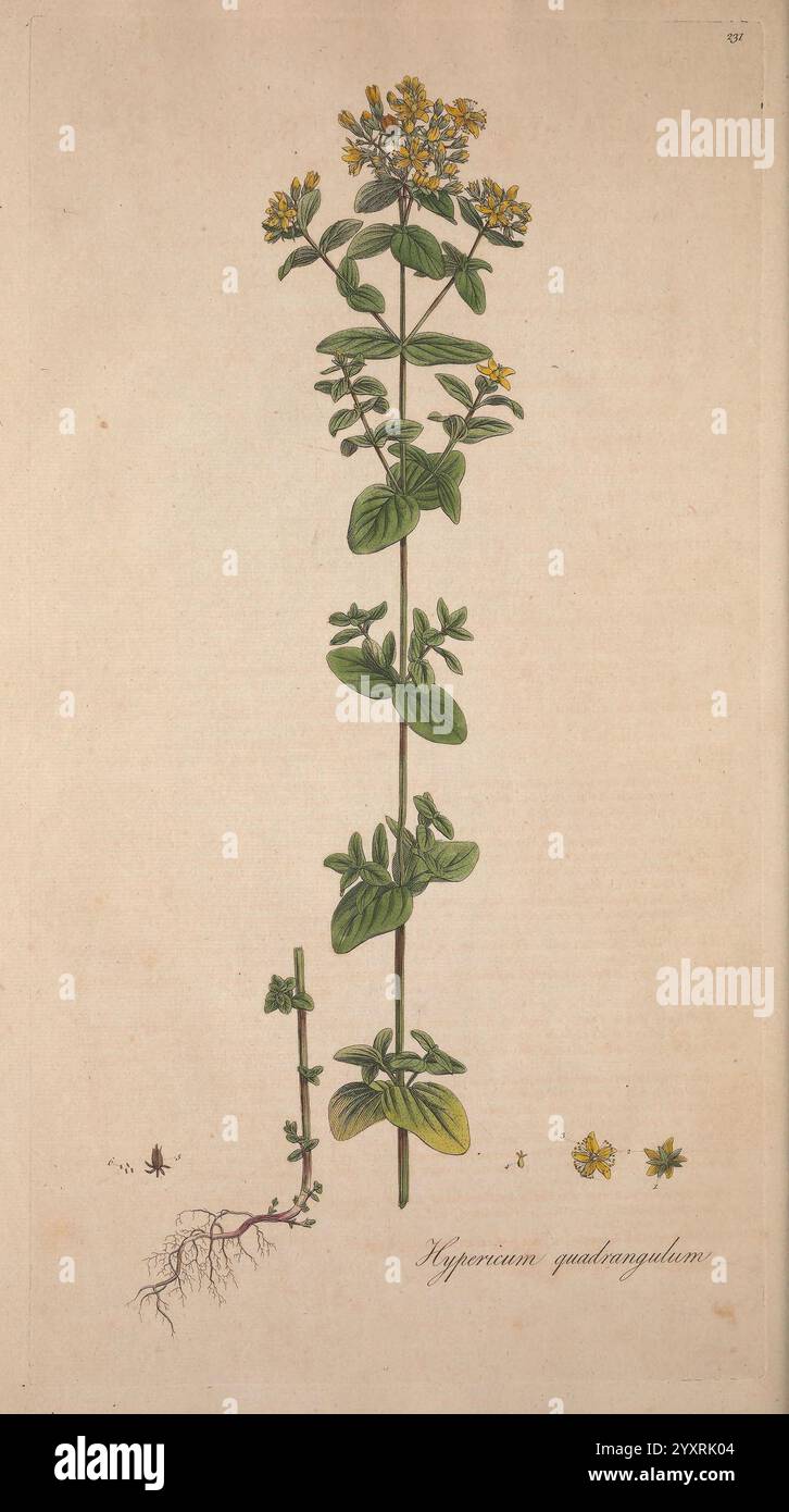 Slender plant stem adorned hi-res stock photography and images - Alamy