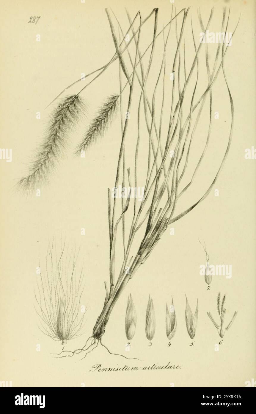 Feathery Roots Drawing portrays various parts hi-res stock photography and images - Alamy
