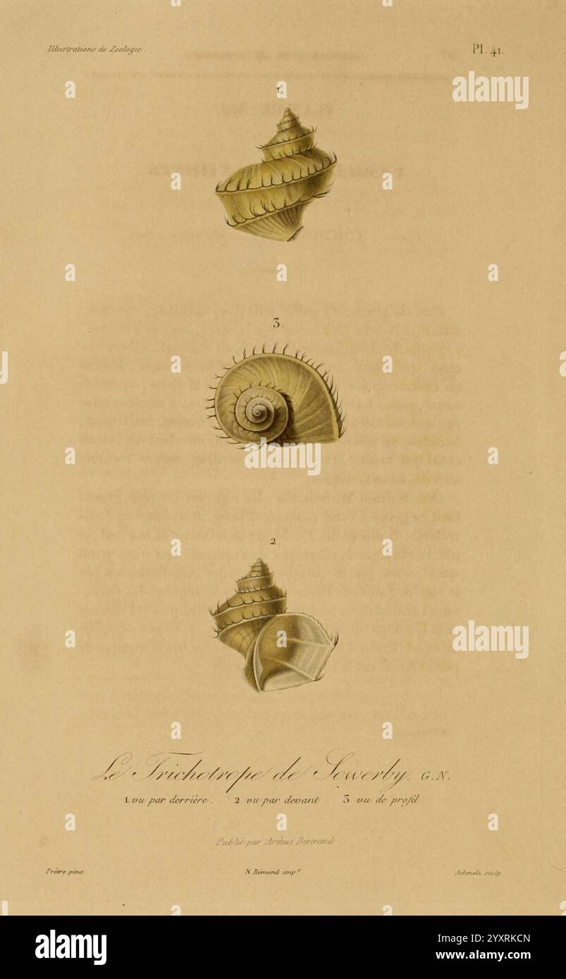 Illustration features three distinct types of shells hi-res stock ...