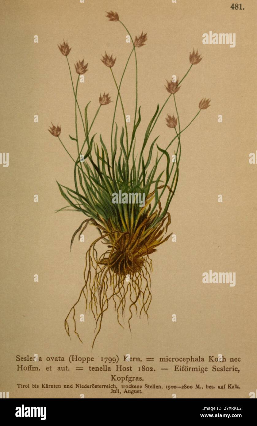 Feathery Roots Fine roots anchoring hi-res stock photography and images - Alamy