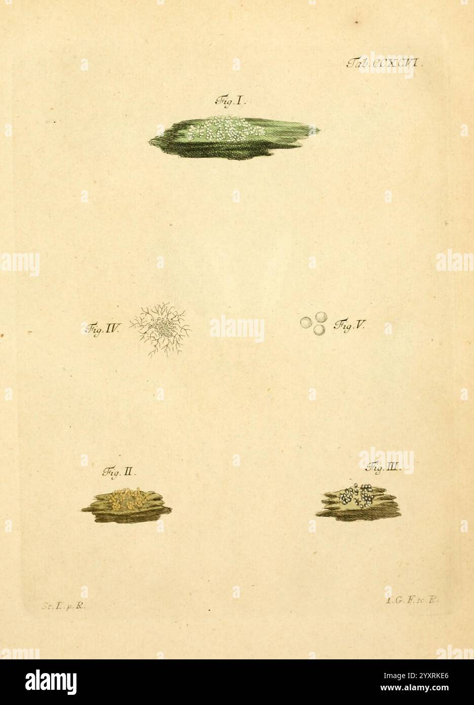 Fine textured plant forms hi-res stock photography and images - Alamy