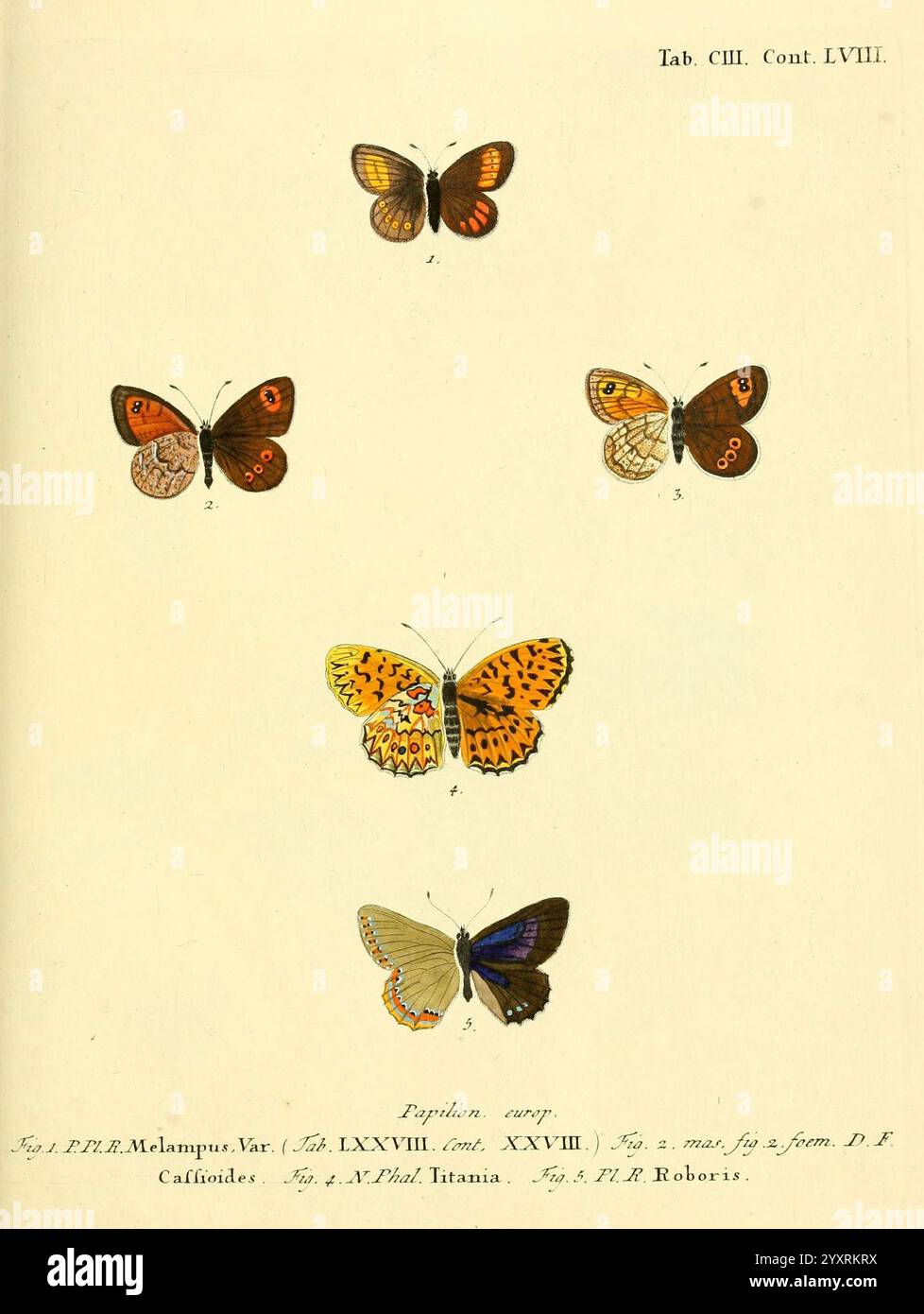 Die Schmetterlinge in Abbildungen nach der Natur v.1 plates Leipzig T.O ...