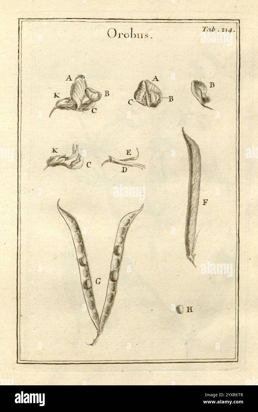 Botanical sketches labeled hi-res stock photography and images - Alamy
