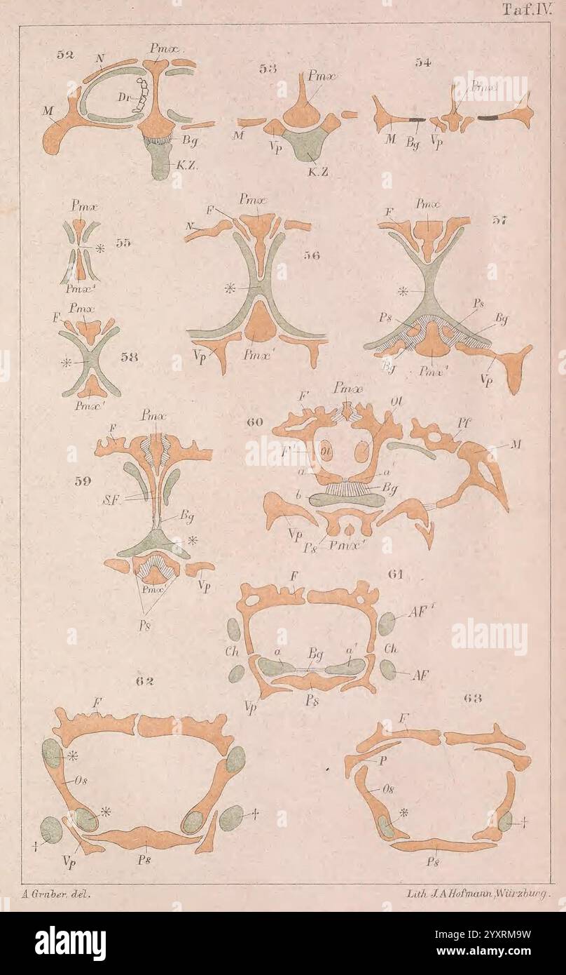 Indicating different types of vertebrae hi-res stock photography and ...