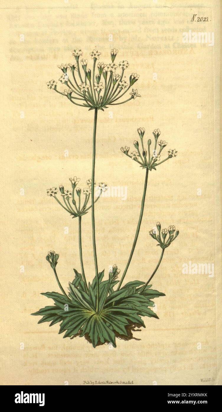 Flowering umbel showcases clusters hi-res stock photography and images ...