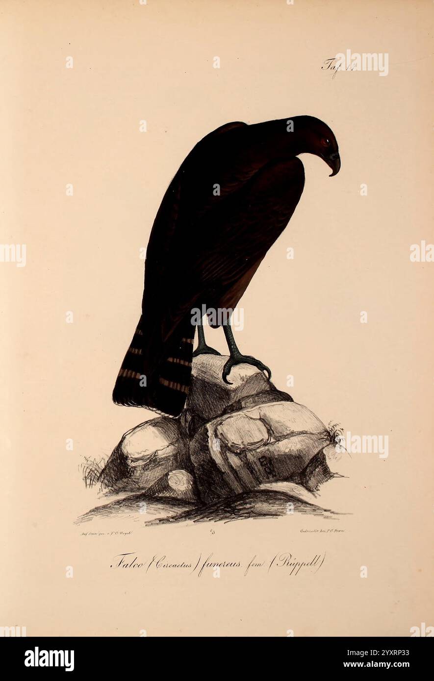Neue Wirbelthiere zu der Fauna von Abyssinien gehörig Frankfurt am Main S. Schmerber 1835-1840 animals Red Sea identification Ethiopia zoology classification marine fishes, A striking depiction of a raptor perched on a rocky surface, showcasing its powerful physique and sharp talons. The bird's sleek feathers are rendered in rich, dark tones, emphasizing its majestic presence. The detailed illustration captures the intricate textures of the plumage and the natural environment, presenting the eagle with a keen, watchful gaze. Nearby stones add to the composition, enhancing the sense of the bird Stock Photo