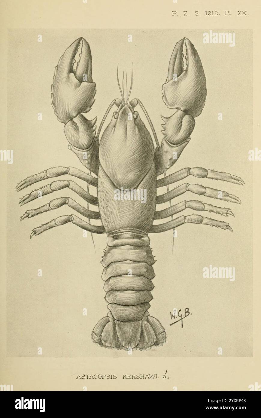 Proceedings of the Zoological Society of London, London, Academic Press Periodicals, Zoology, Lobster, Depicted is an illustration of a lobster, specifically identified as Astacopsis kershawii. The creature showcases a robust and segmented body, characterized by its long antennae, powerful claws, and jointed legs. The claws are notably pronounced, illustrating the lobster's impressive grip. The detailed rendering highlights the textures and contours of its carapace and abdomen, presenting a clear view of its anatomy and structure. The illustration is accompanied by the initials ''W.C.B.'' like Stock Photo