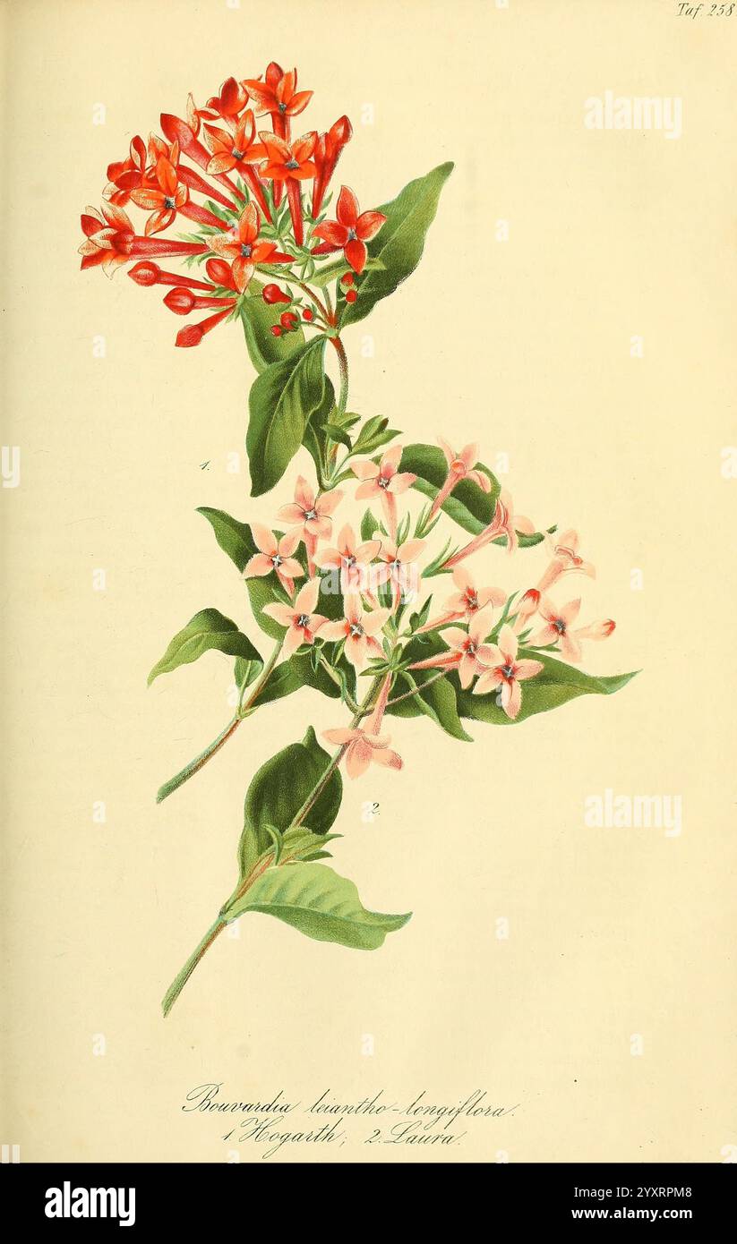 Bougainvillea lancinga longiflora hi-res stock photography and images ...