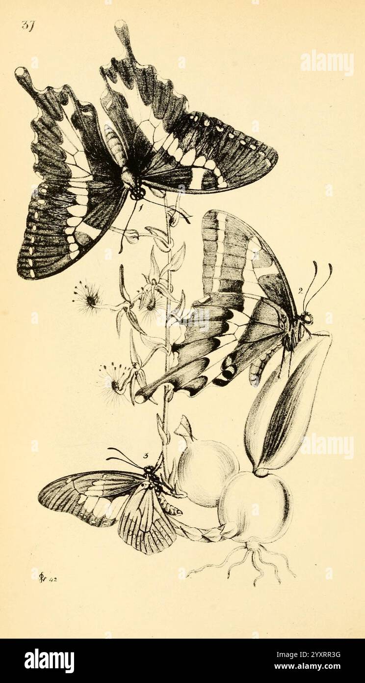 William Roe Insects Reveal ornate patterns hi-res stock photography and images - Alamy