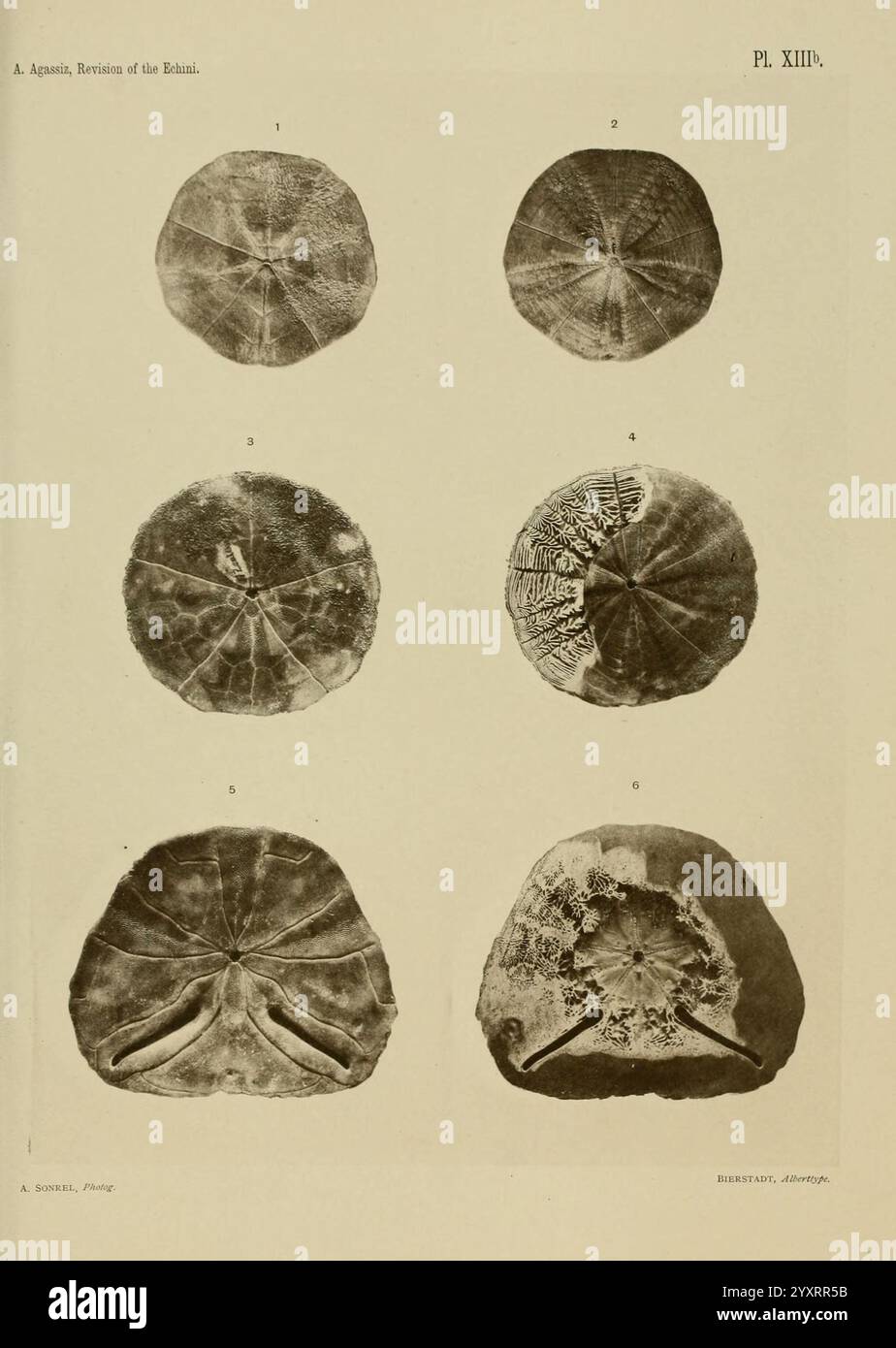Revision of the Echini Cambridge [Mass.], University Press, 1872-1874 ...
