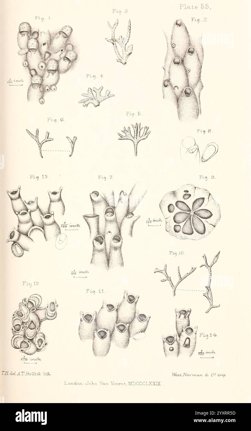 Sponge Forms A history of the British marine Polyzoa London J. Van Voorst 1880 ...