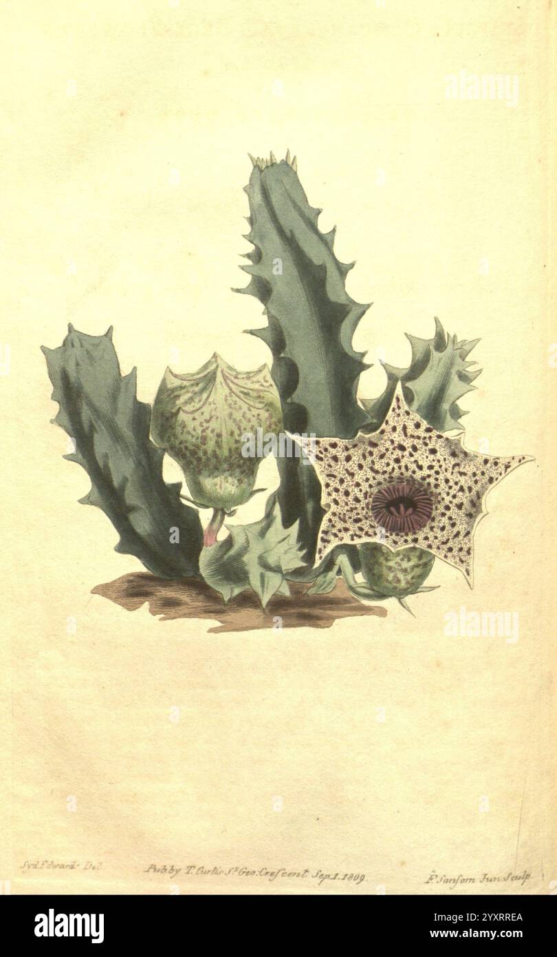Plants ornamental curtis stapelia hi-res stock photography and images ...
