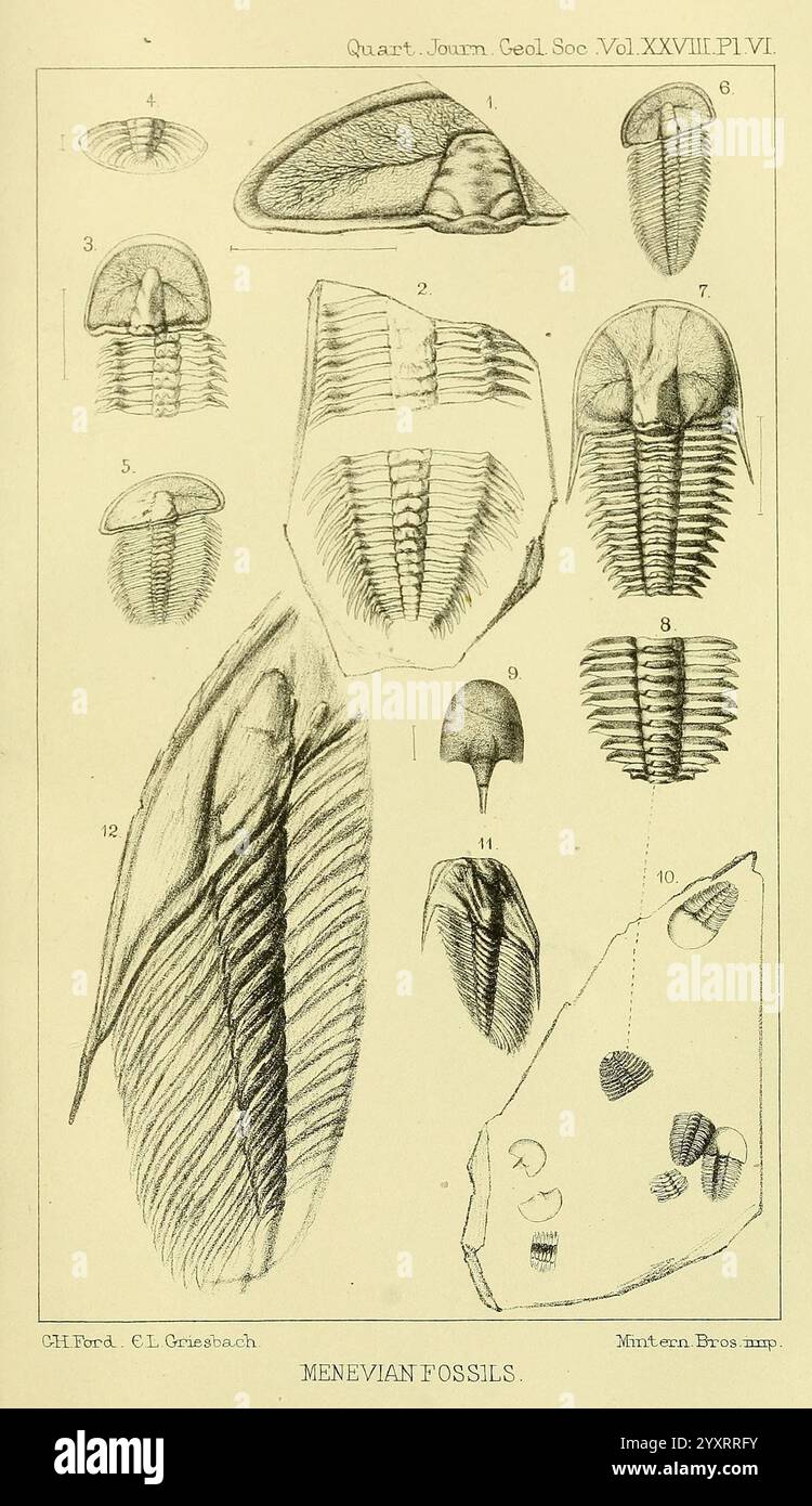 The Quarterly Journal of the Geological Society of London, v.28 (1872), London, geology, periodicals, The illustration showcases a collection of detailed depictions of various fossils, specifically highlighting Menevian fossils. Each specimen is meticulously labeled and organized, providing a comprehensive view of unique features such as body shapes, segments, and textures. Different perspectives and orientations of the fossils are presented, emphasizing their intricate structures and diverse forms. The arrangement suggests a systematic study, possibly for educational or scientific purposes, i Stock Photo