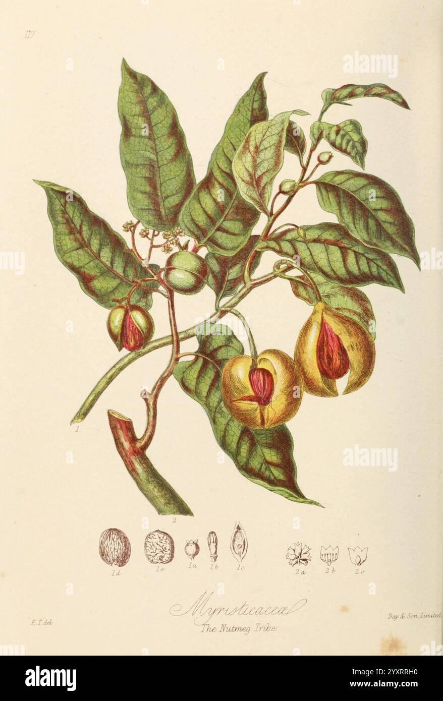 Nutmeg life cycle hi-res stock photography and images - Alamy