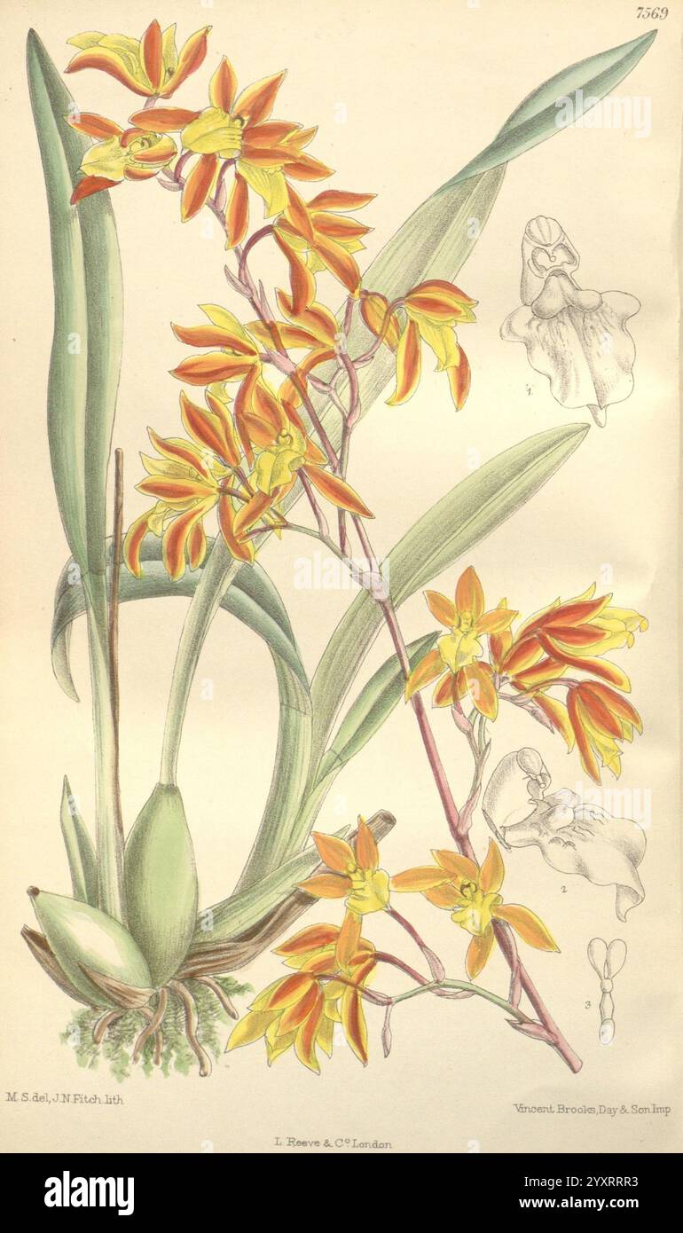 Taxonomy binomial cyrtochilum hi-res stock photography and images - Alamy
