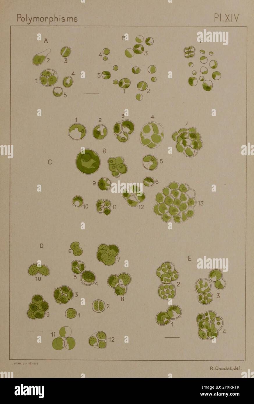 polymorphic reference Images High Quality Grahic Étude critique et expérimentale sur le polymorphisme des algues, Genève ...