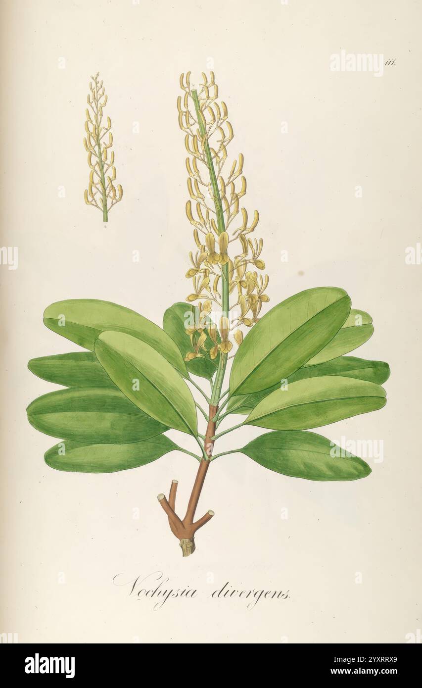 Plantarum Brasiliae icones et descriptiones hactenus ineditae ...