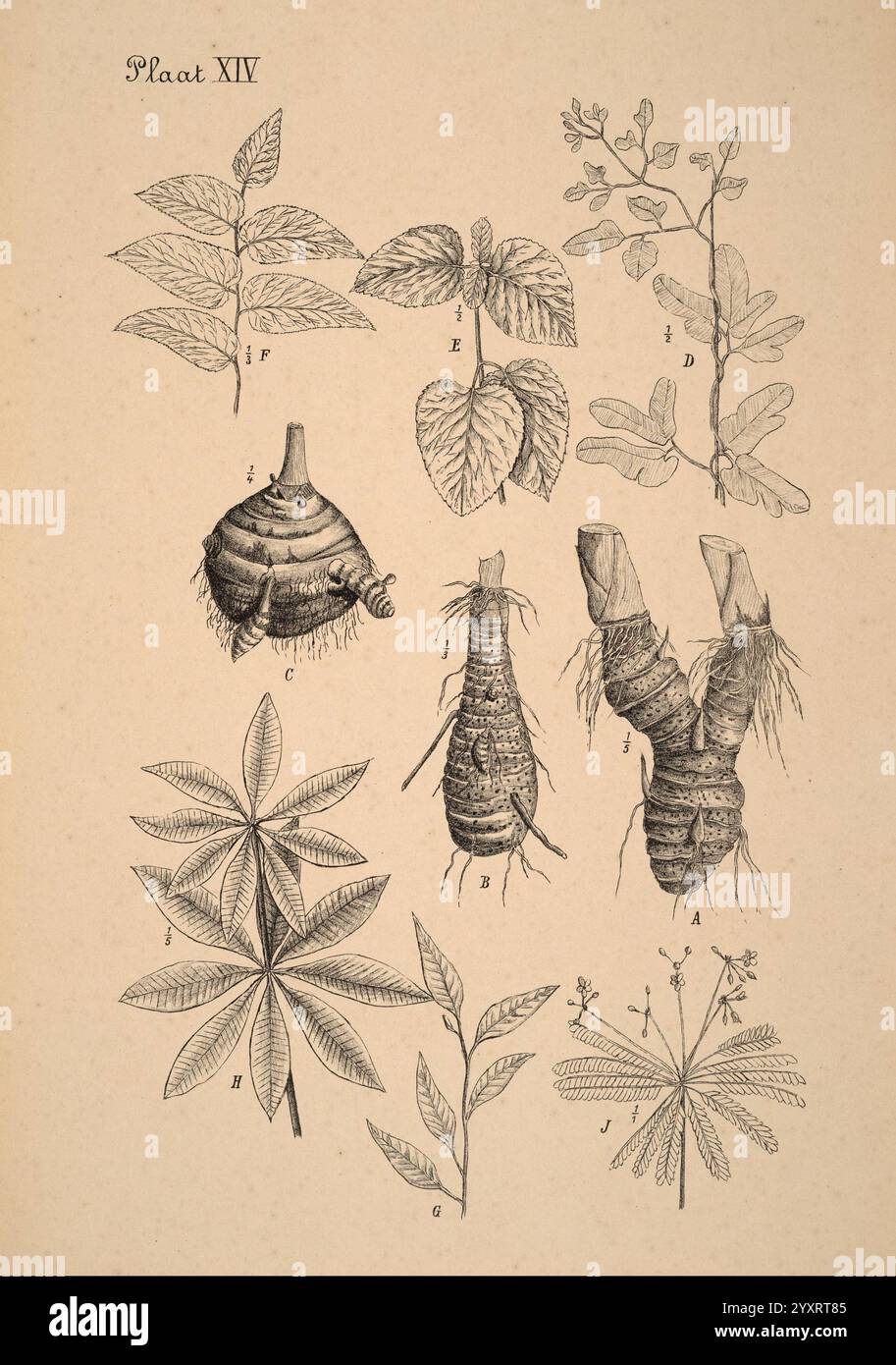 Plants distinct spiral structure hi-res stock photography and images ...