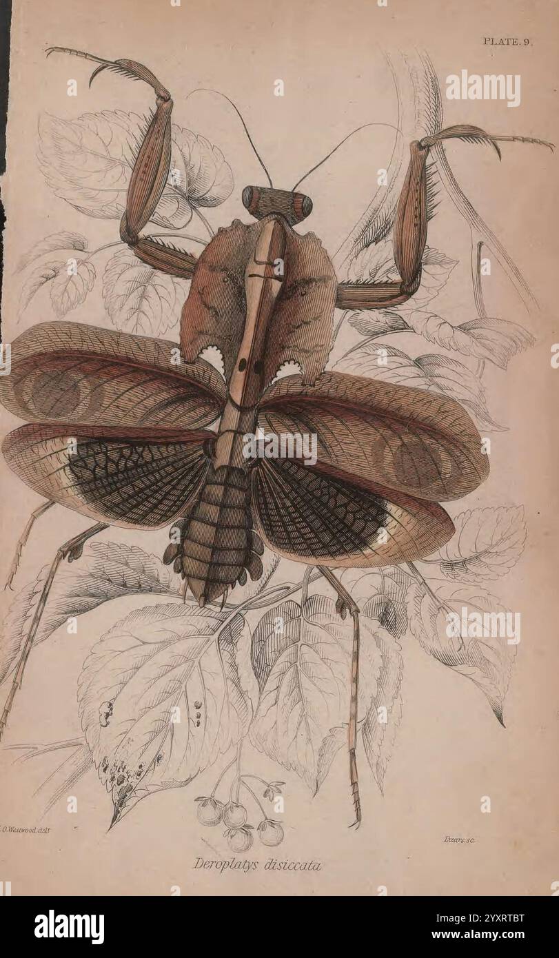 Textures characteristic of insects hi-res stock photography and images ...