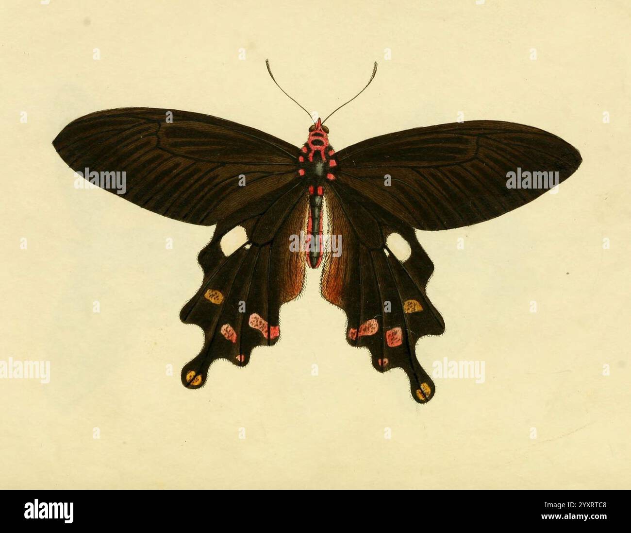 Butterfly Images Of Insects Butterfly Butterflies Insect