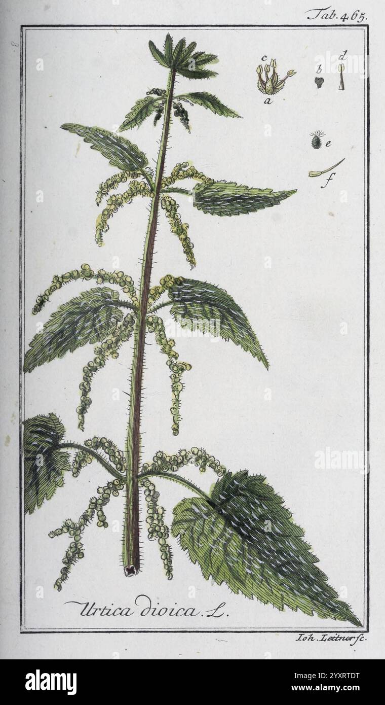 1779 1790 botany medical pictorial works hi-res stock photography and ...