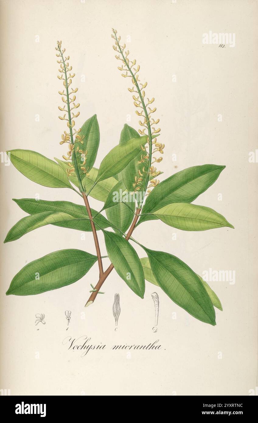 Lance shaped leaves emerge hi-res stock photography and images - Alamy