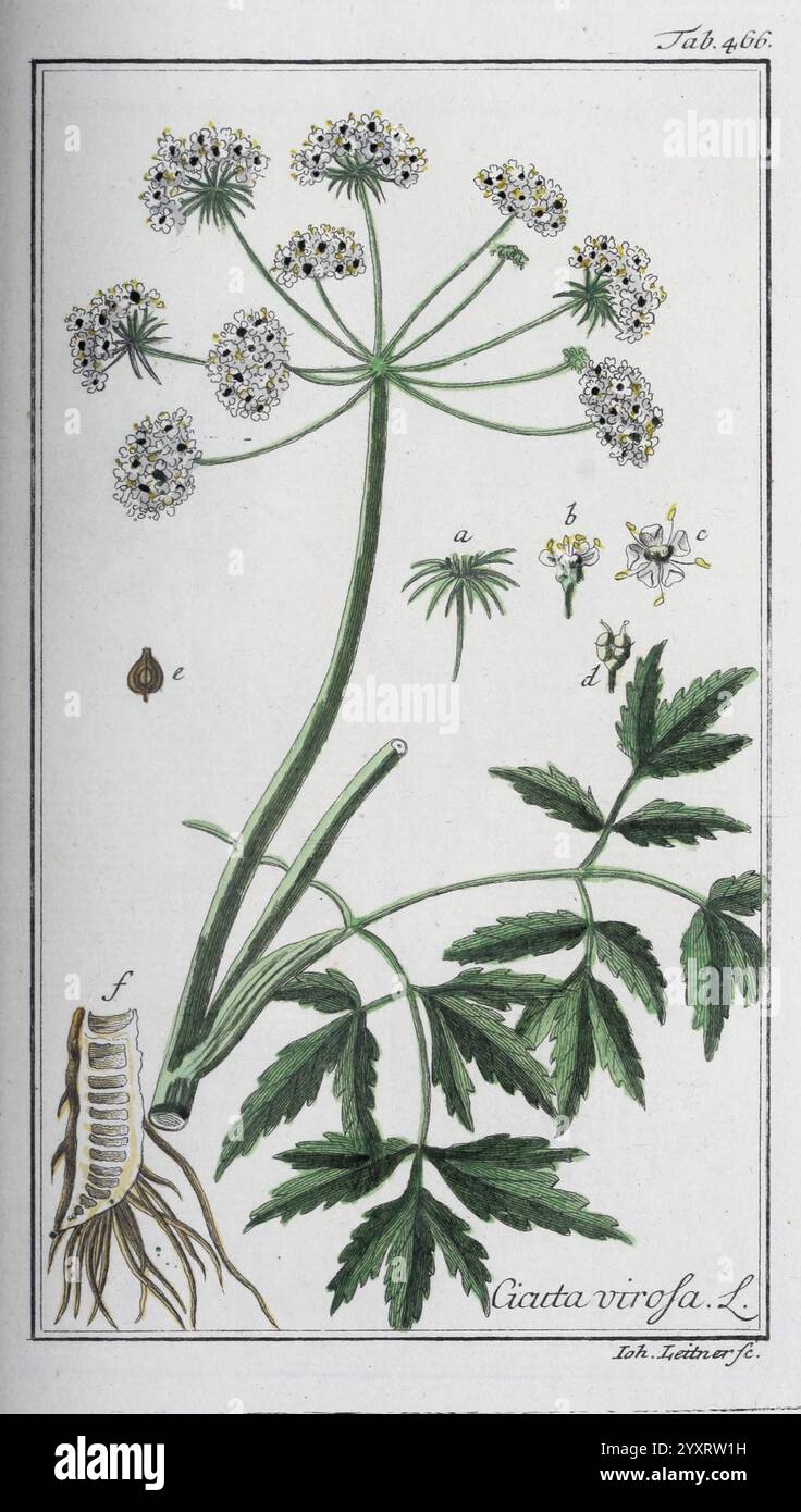 Icones Plantarum Medicinalium, Nürnberg, auf Kosten der Raspischen Buchhandlung, 1779-1790, botany, medical, pictorial works, A botanical illustration showcasing the plant species Giadia virosa. The artwork features a detailed depiction of the plant's flowering structure, which includes clusters of small white flowers with delicate petals. Surrounding the flowers are finely detailed green leaves, characterized by their serrated edges and distinct lobes. The illustration also includes labeled parts: the root system at the bottom left, a leaf section labeled “e,” and individual flowers marked “ Stock Photo