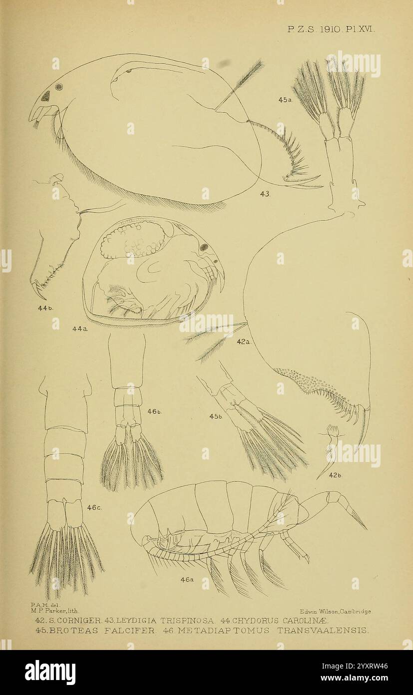 Proceedings of the Zoological Society of London London Academic Press ...