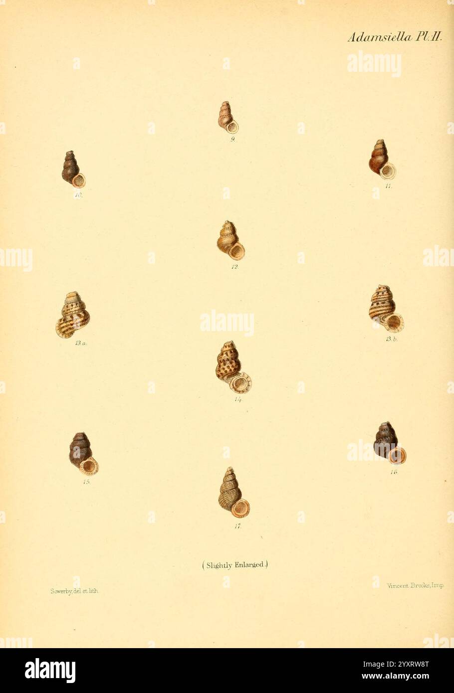 Conchologia iconica, or Illustrations of the shells of molluscous ...