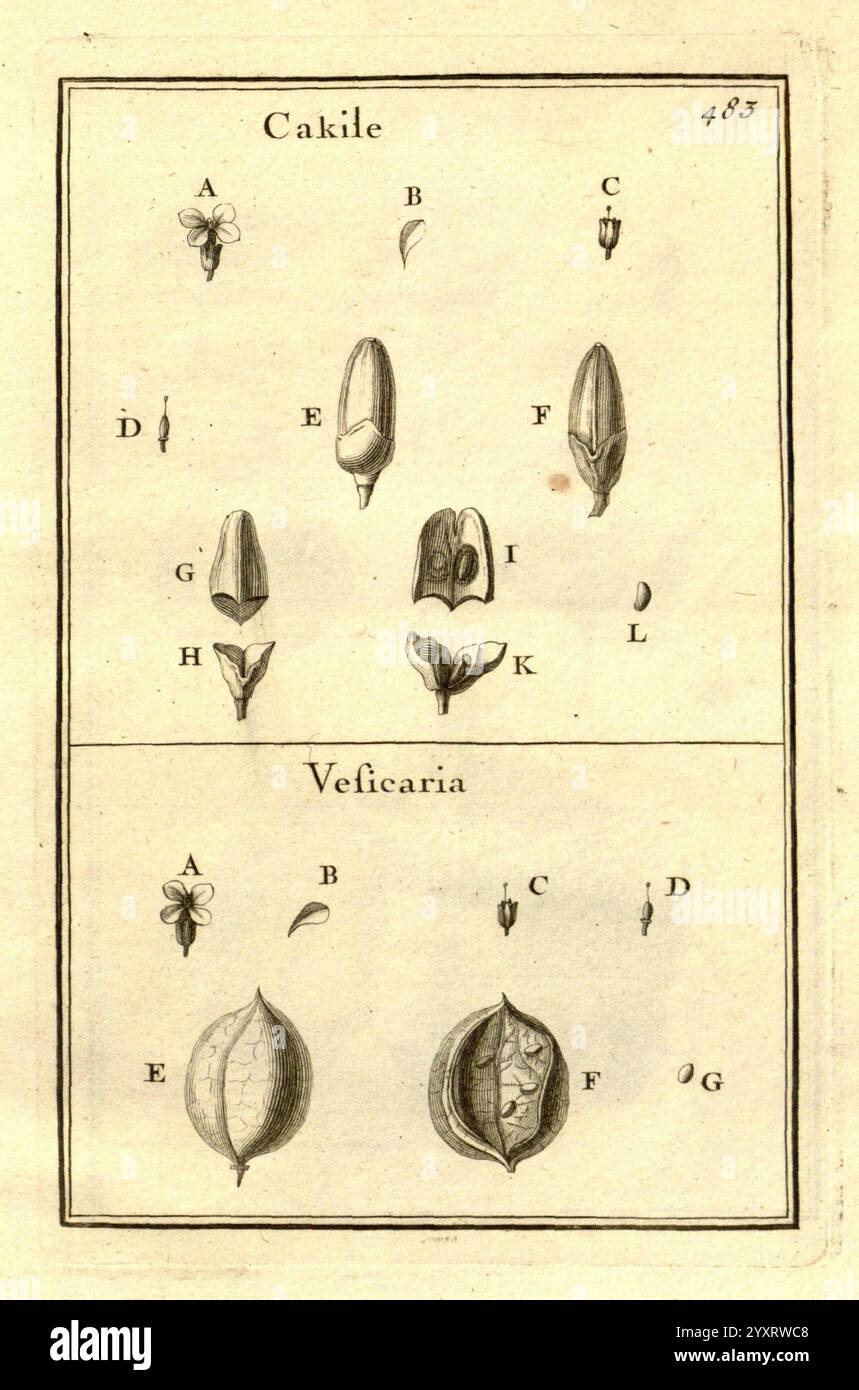 Specimen Structure Illustration features various botanical specimens labeled hi-res stock ...