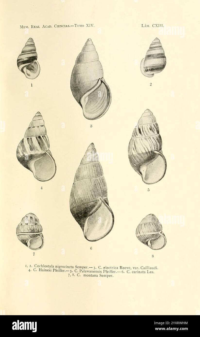 Series of detailed representations of various shell shapes hi-res stock ...