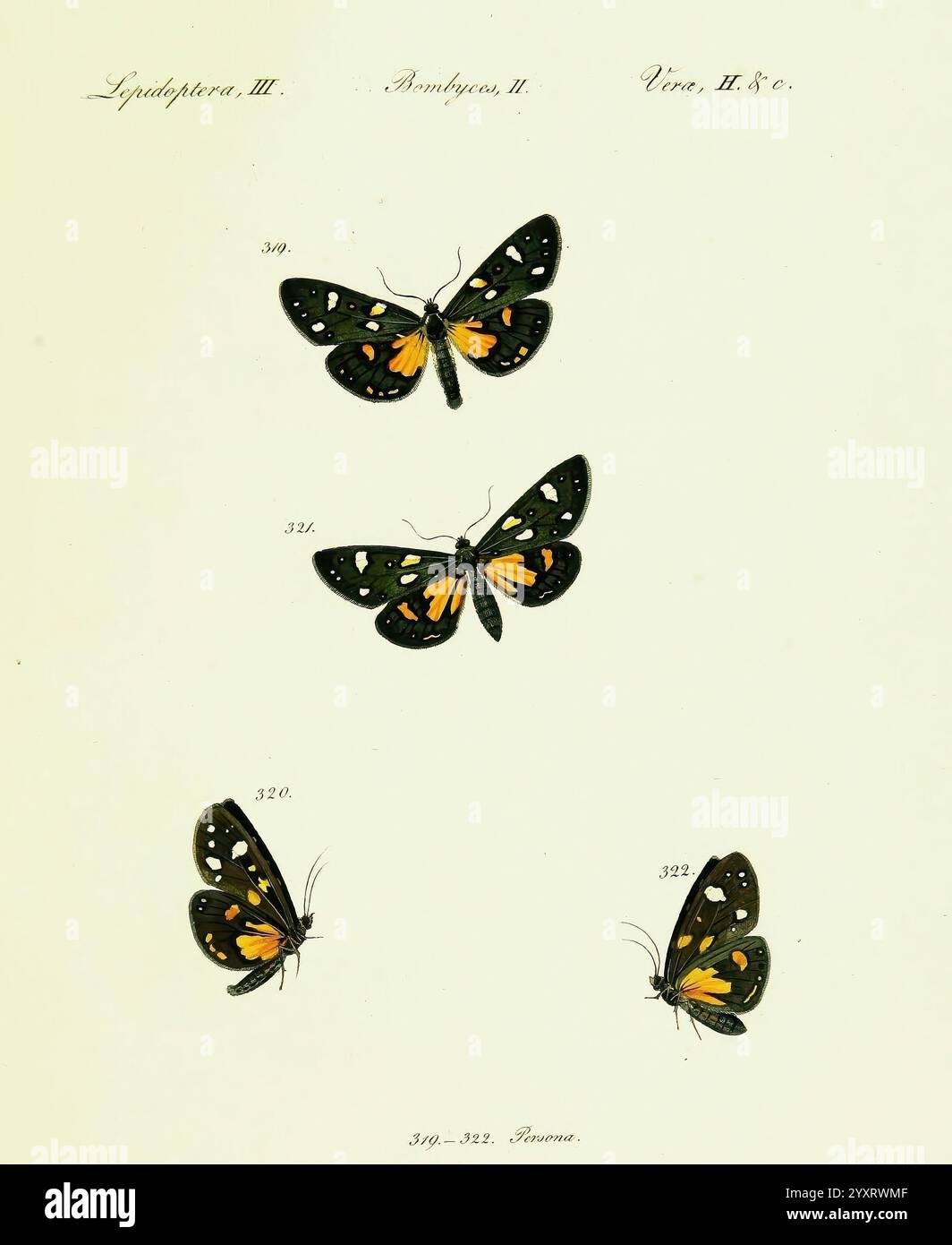 Two lower butterflies display hi-res stock photography and images - Alamy