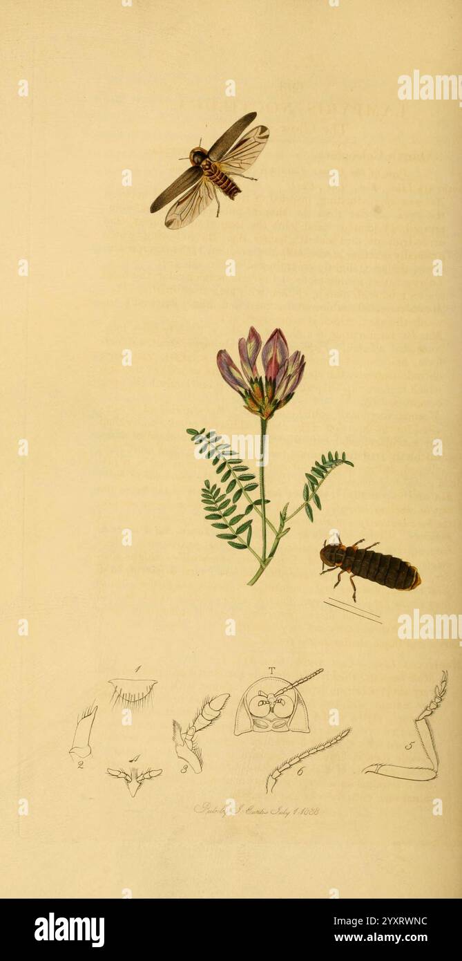 Aboveanf Insect British entomology v2 London Printed for the author 1823-40 botany ...