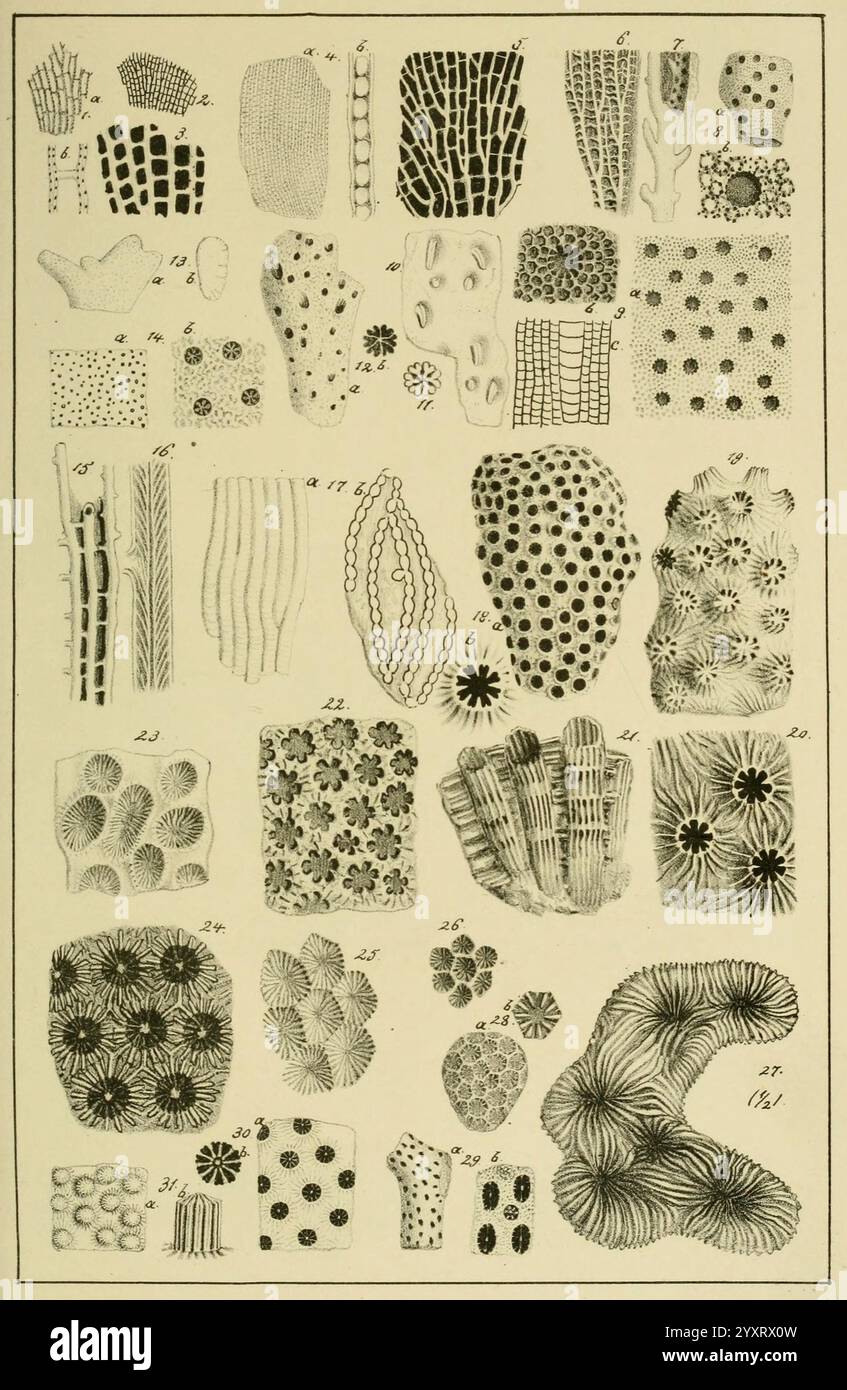 Specimen Structure Various microscopic structures hi-res stock photography and images - Alamy