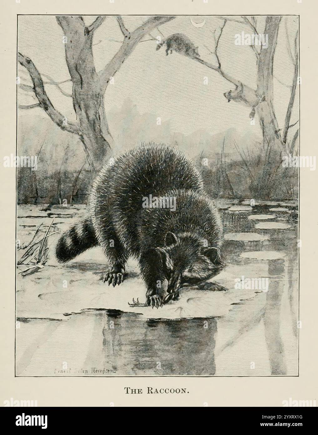 Second raccoon hi-res stock photography and images - Alamy