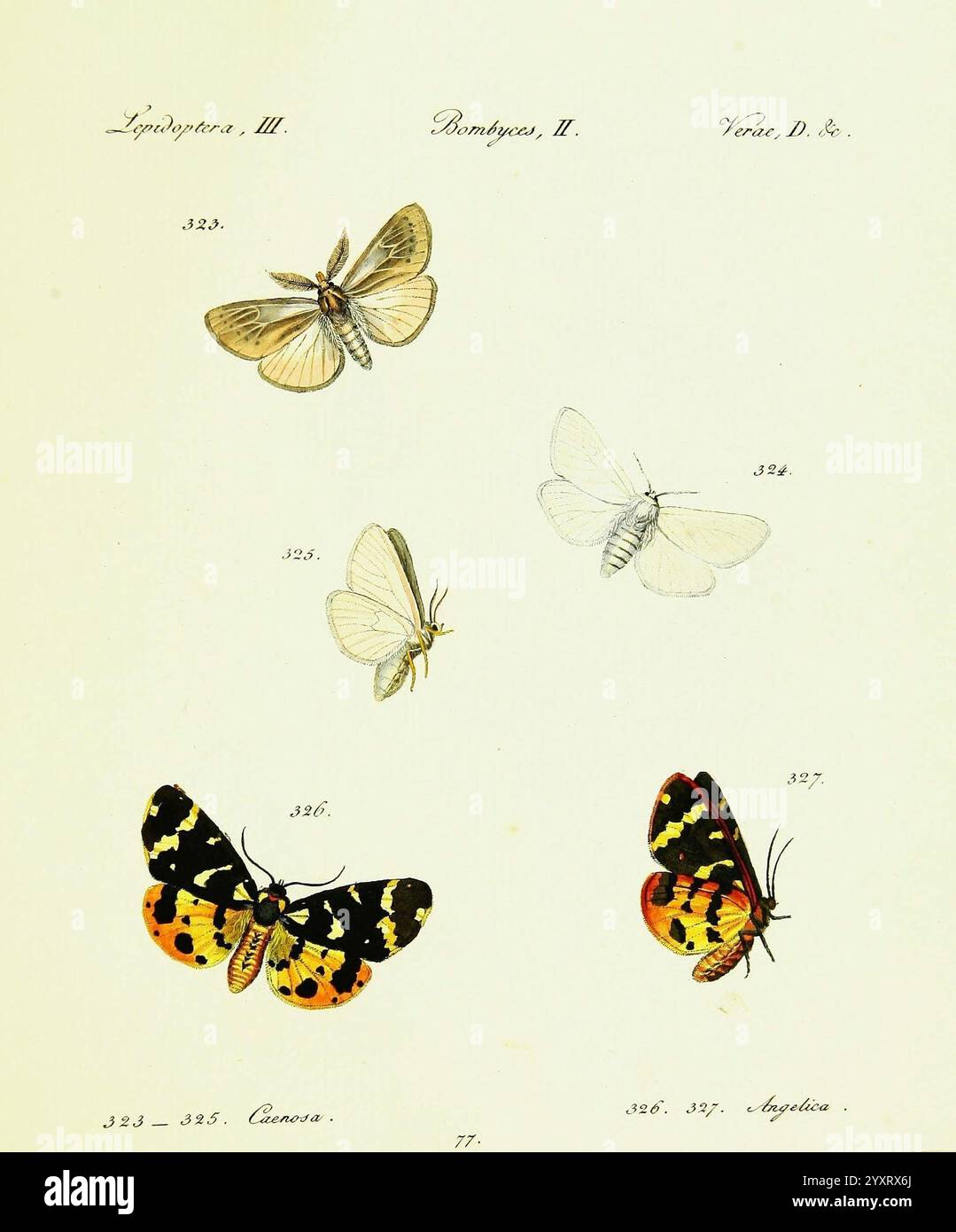 Hübner's, Papilio, S.l, S.n, 1796-1841, Lepidoptera, The artwork ...
