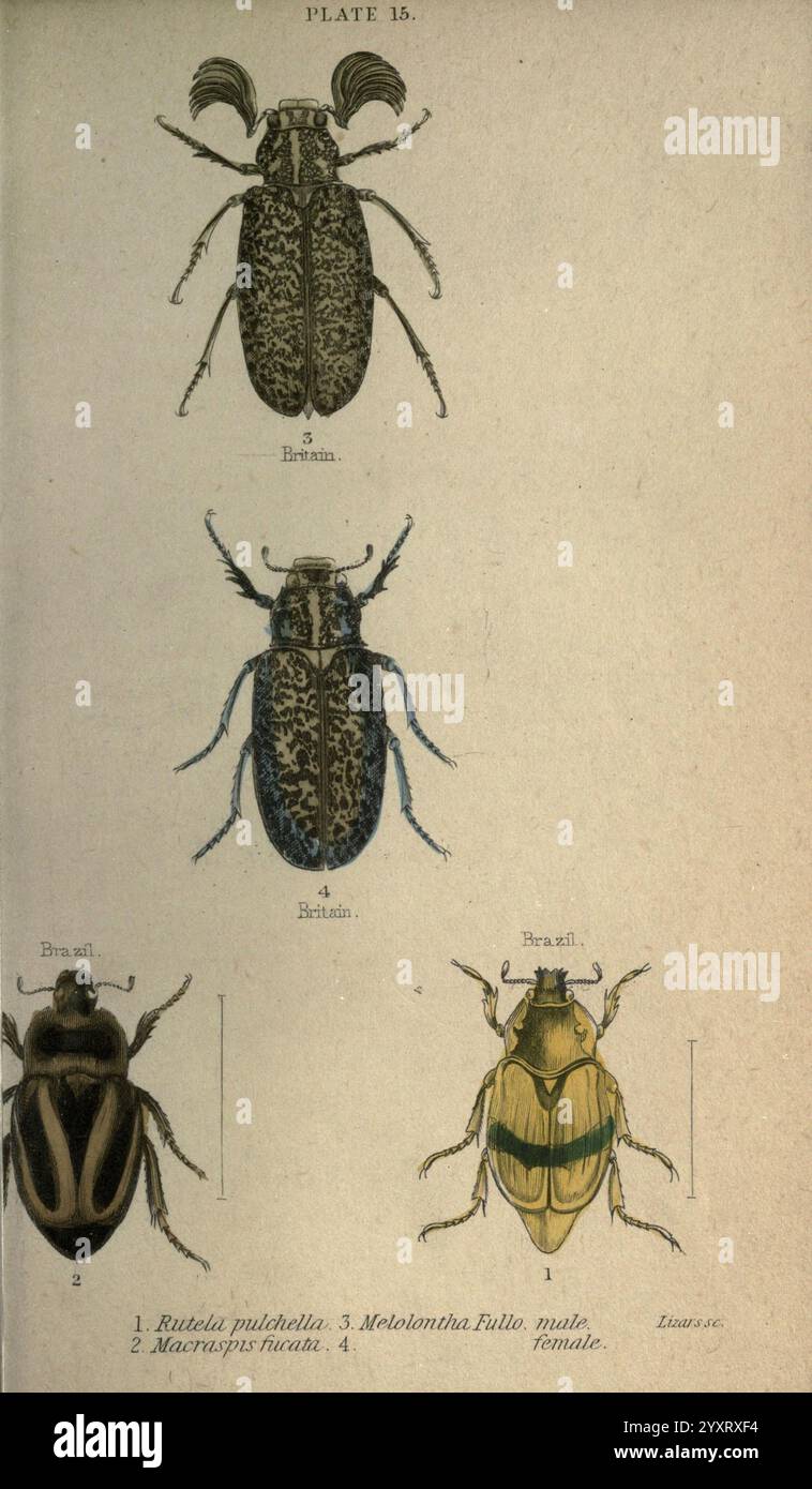 Beetles, London, H.G. Bohn [1846?], beetles, Ray John, This ...