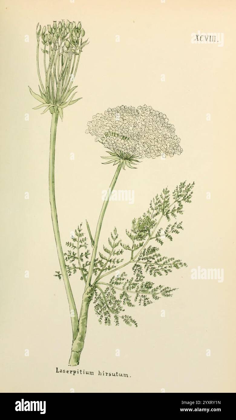 Flowering umbel showcases clusters hi-res stock photography and images ...