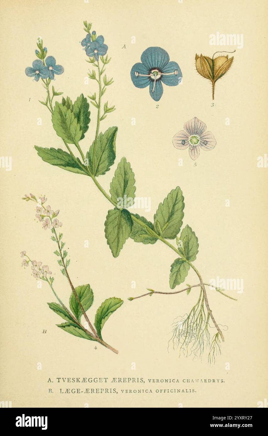 Billeder af Nordens flora, København, G.E.C. Gad, 1901-1903 [i.e. 1907 ...