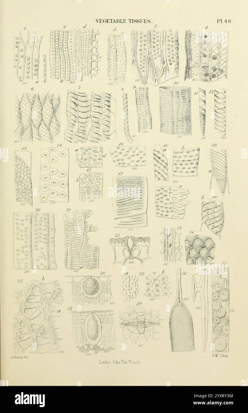 The Micrographic Dictionary, London, J. Van Voorst, 1883, dictionaries, microscopes, microscopy, natural history, This collection showcases a detailed study of various vegetable tissues. The illustration features a grid of numerous diagrams, each labeled with a number, representing different types of plant cells and structures. Examples include elongated cells, circular formations, and specialized tissues such as xylem and phloem. Each section provides an intricate look into the microscopic architecture of plants, highlighting their complexity and diversity. The clear, precise rendering allows Stock Photo