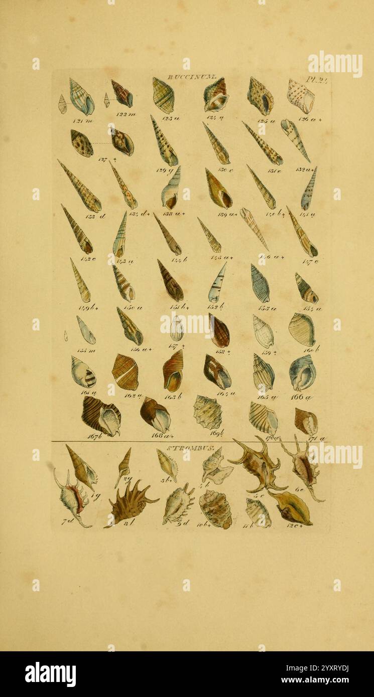 Marine species catalog hi-res stock photography and images - Alamy