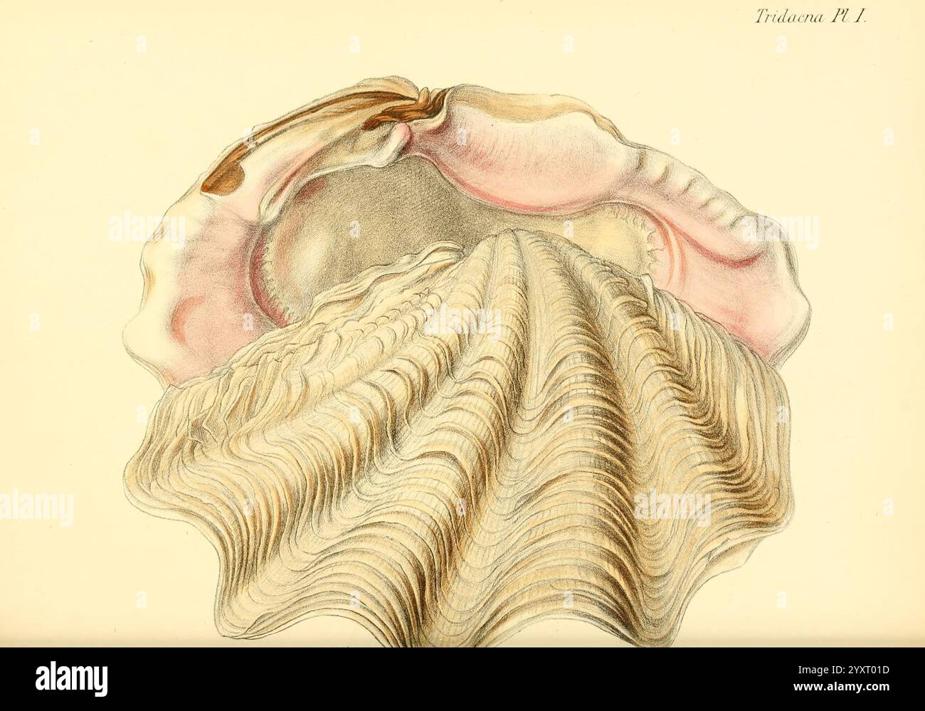 Conchologia iconica, or Illustrations of the Shells of Molluscous ...