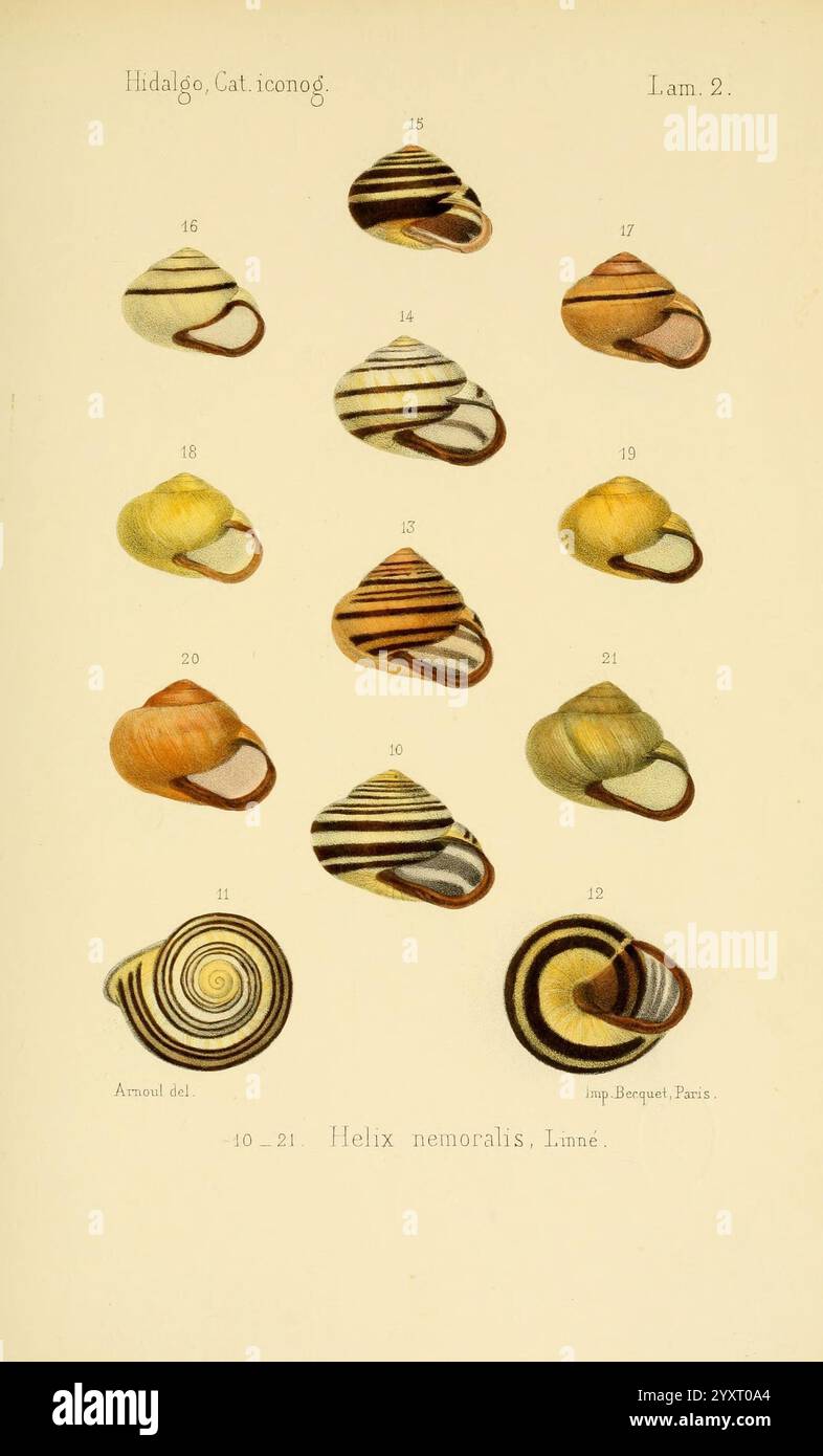 Catalogo iconografico y descriptivo de los moluscos terrestres de ...