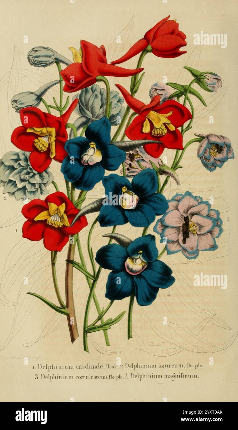 Various delphinium species hi-res stock photography and images - Alamy
