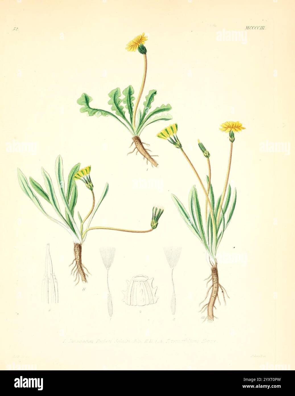 Dandelions root structure hi-res stock photography and images - Alamy