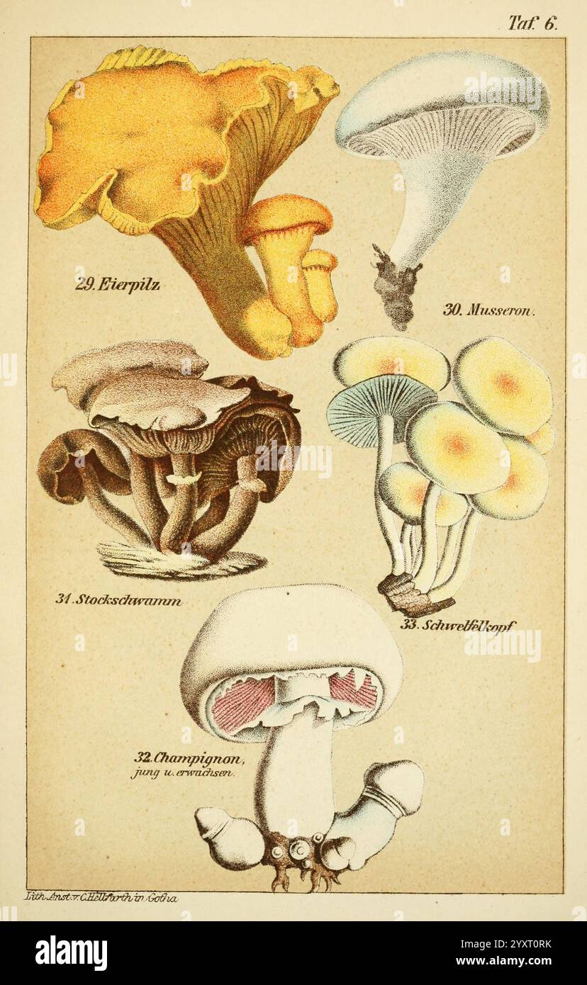 Fascinating fungi group hi-res stock photography and images - Alamy