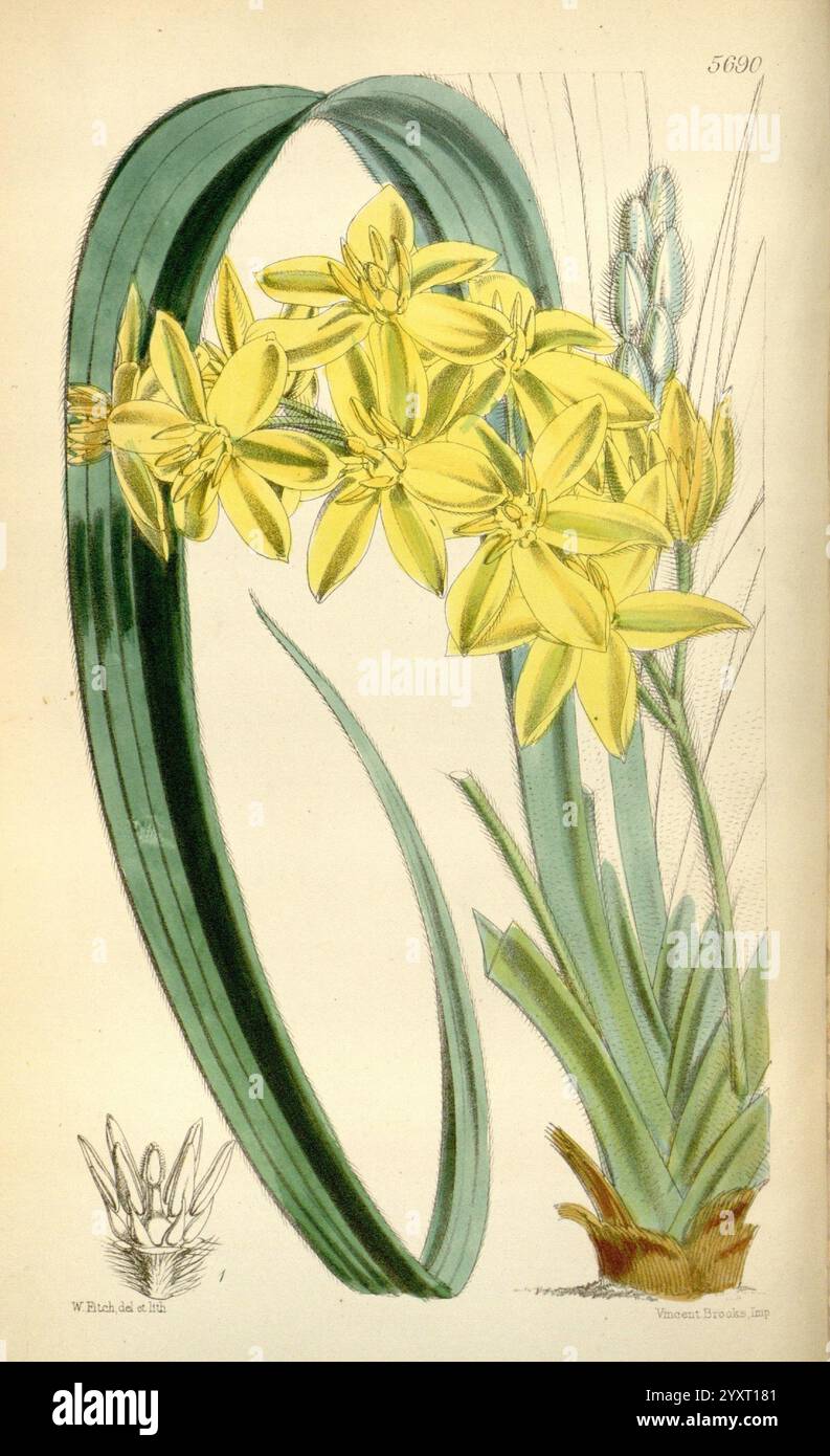 Highlights additional flower forms hi-res stock photography and images ...
